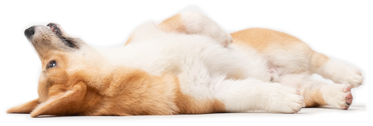 Corgi ležící na zádech